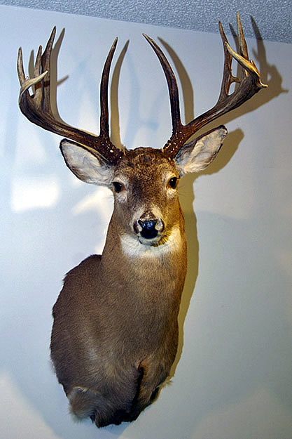 mounted deer head